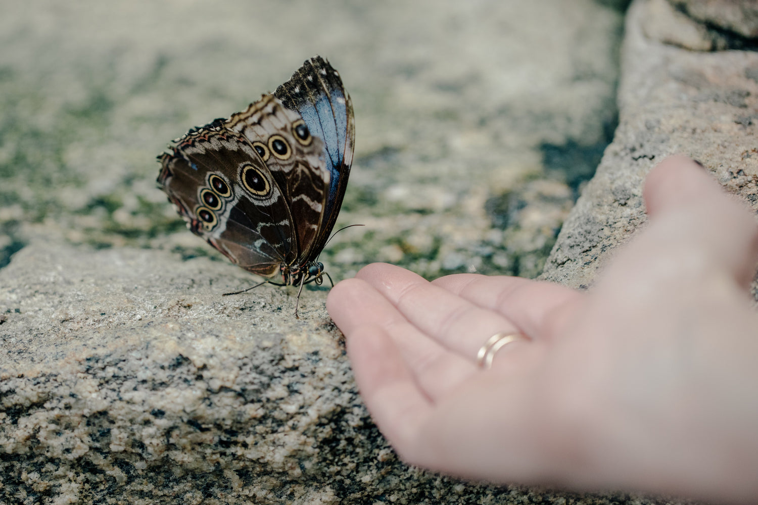 Butterflies in Heaven